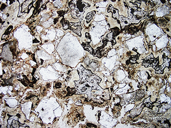 Figure 5 Photomicrograph of advanced clay-alteration, Samphire granite, MRM1023. (Photo 416222)