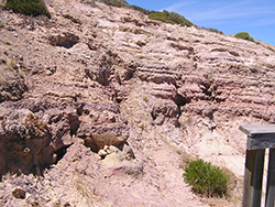 Figure 16 Glaciolacustrine shale with graded sandstone interbeds, Cape Jervis Formation.