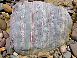 Figure 7 Erratic of early Marinoan Angepena Formation siltstone, Hallett Cove beach.