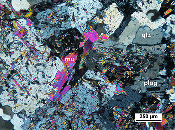 Figure 2c Photomicrograph of sample 1965411, 1451.5–1451.6 m, cross-polarised light. Muscovite occurs as both coarse (>250 µm) and smaller (<50 µm) flakes, the latter of which commonly occur as inclusions within plagioclase. (Photo 415924)