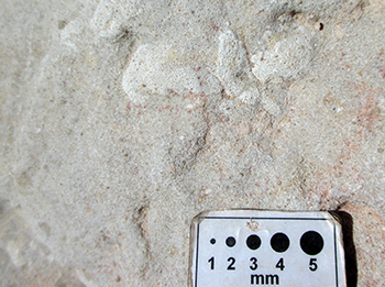 Figure 4a White mottling interpreted as rhizoliths.