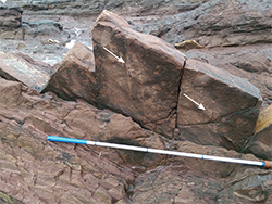 Figure 12 Flute casts on sandstone bed north of Black Cliff, Hallett Cove beach.