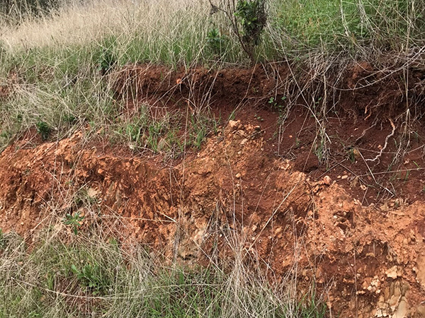 In situ paleosol