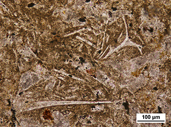 Figure 13b Photomicrograph of platy and y-shaped bubble wall and junction shards within iron oxide stained matrix. (Plane-polarised light; sample 11070; photo 416284)