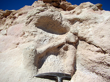 Figure 4b Large tubular rhizoliths.