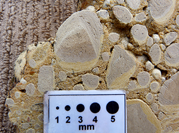 Figure 6c Cut section of silcrete conglomerate.