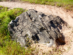 Figure 19 Boulder of sandy limestone from Marino Arkose Member.