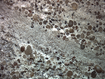 Figure 5 Close-up of Whyalla Sandstone from Cattle Grid mine. (Photo 417755)