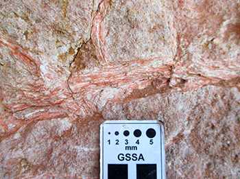 Figure 4c Well-preserved root casts.