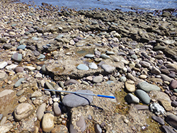Figure 24 Beachrock on the shore platform, overlying Cape Jervis Formation tillite.