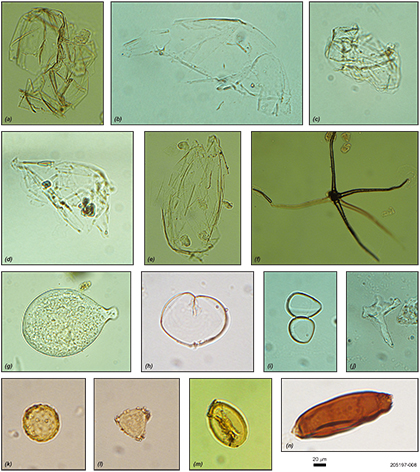 Figure 10 Palynomorphs extracted from samples of drill cores DH1a and S22i. Figure 10 Palynomorphs extracted from samples of drill cores DH1a and S22i.