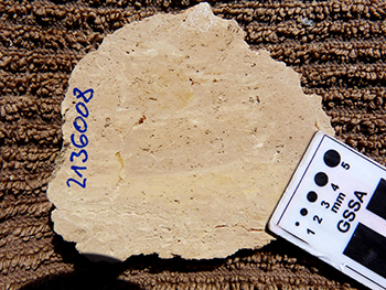 Figure 4d Cut section of porous porcellanitic to travertine-like rock.