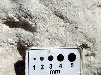 Figure 9e Close-up view of fine- to medium-grained quartzose sandstone.