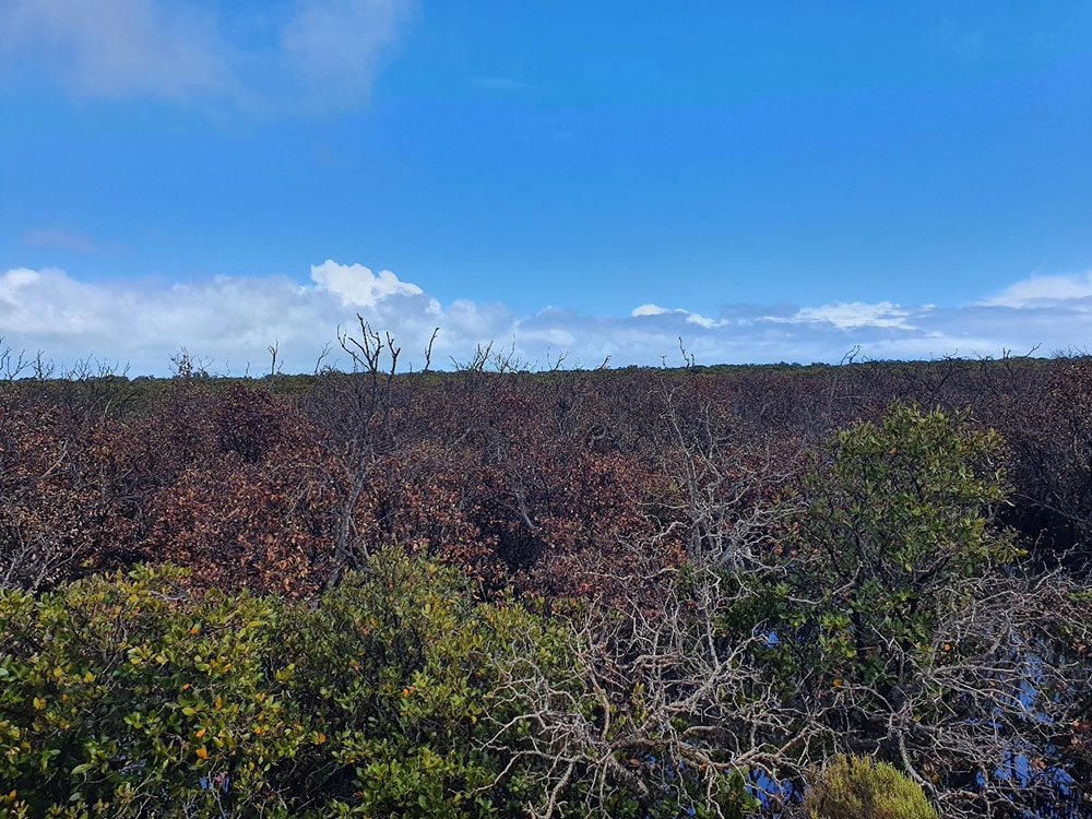 Damaged and dying mangroves, December 2020