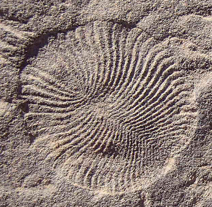 Dicksonia fossil