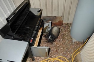 Photo of gas BBQ that had a fire due to gas leaking from the high-pressure POL connection