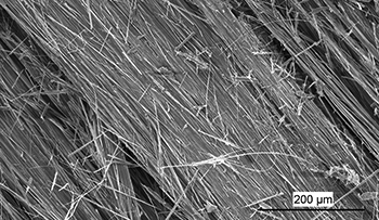 Figure 2b Scanning electron micrograph of fibre bundles of antigorite composed of long thin and flexible asbestiform fibres, Rowland Flat. (Photo 416591)