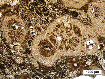 Figure 7a Photomicrograph of coalesced spherulites and perlitic fractures in devitrified groundmass, upper part of the of the Eucarro Rhyolite. (Plane-polarised light; sample 2136039; photo 416274)