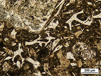 Figure 12 Photomicrograph of highly vesicular volcanic glass fragments within tuffaceous sandstone of the Mount Friday Formation, MSDP05, 184.4 m. (Plane-polarised light, sample 2137848, photo 416282)