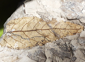Leaf fossil landing image