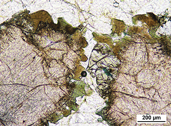 Figure 5b Pleochroic bluish green to greenish brown hornblende marginally replacing and overgrowing clinopyroxene crystals. (Sample 2014867, plane-polarised light; photo 416695)